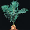 katalog Palme