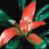 katalog Bromelije