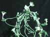 Ceropegia sandersonii-Svetilnica