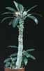 Dorstenia foetida-Dorstenija