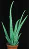 Aloe vera (barbadensis)-Hibridna aloja