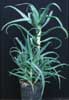 Aloe arborescens-Drevesasta aloja, zdravilna aloja, krokodilov jezik