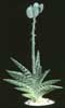 Aloe variegata - Progasta aloja, Tigrasta aloja