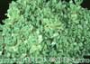 Crassula milfordiae- 