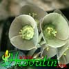 Euphorbia cylindrifolia ssp. tuberifera - Bulbasta cilindrifolija