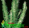 Alluaudia procera- 