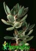 Echeveria nodulosa-Obarvana eševerija