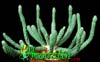 Euphorbia esculenta-bradavičasti mleček