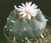 Lophophora williamsii - Omamni kaktus - pejotl