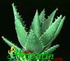 Aloe mitriformis- 