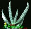 Aloe ferox-Trnasta aloja