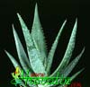 Aloe gariepensis-Pilansijeva aloja