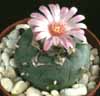 Lophophora williamsii - Omamni kaktus - pejotl