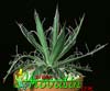 Agave filifera-Nitasta agava