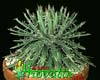 Agave parviflora-Agava