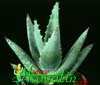 Aloe claviflora- 