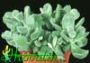 Cotyledon ladismithensis-Dlakasti kotiledon