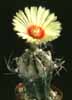 Astrophytum capricorne v. crassispinoides-Dolgobodičasti astrofitum