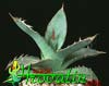 Agave parryi-Agava