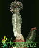 Caralluma burchardii ssp maura-Maroška karaluma