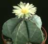 Astrophytum myriostigma v. nudum- 