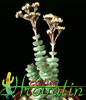 Crassula marnieriana- 