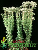 Crassula rupestris- 
