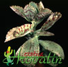 Kalanchoe marmorata -  