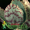 Kalanchoe marmorata -  