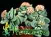 Crassula cv.Morgan Beauty-Okroglolistna tolstica