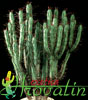 Euphorbia enopla- Rdečetrnata euforbija