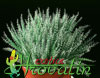 Aloe haworthioides-Havortijeva aloja