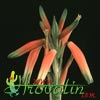 Aloe humilis-Bradavičasta aloja