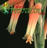Aloe humilis - Bradavičasta aloja