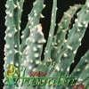 Aloe humilis - Bradavičasta aloja