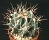 Astrophytum ornatum- 