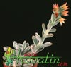 Echeveria leucotricha-Belolasa eševerija