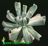 Echeveria runyonii- 