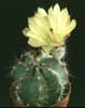 Echinocereus subinermis v. ochoterenae-Stebrasti ježevec