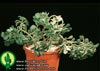 Aeonium viscatum-