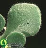 Aeonium viscatum - 