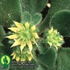 Aeonium viscatum - 