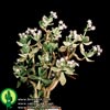 Crassula arborescens-Drevesasta krasula