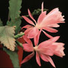 Epiphyllum pumilum-Rožnati epifilum