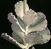 Cotyledon undulata-Nakodrani kotiledon