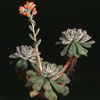 Echeveria setosa-Kosmata eševerija