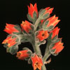 Echeveria setosa - Kosmata eševerija
