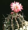 Gymnocalycium friedrichii-Progasti gimnokalicijum