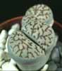 Lithops bromfieldii v.mennellii-