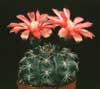 Gymnocalycium baldianum-Rdečecvetni gimnokalicijum